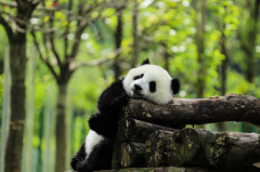 熊猫吃的竹子很贵吗?不贵(我国分布广泛)
