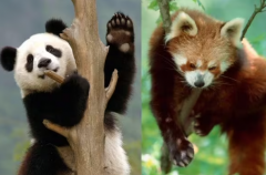小熊猫和大熊猫的区别：外貌区别大(三个方面不相同)