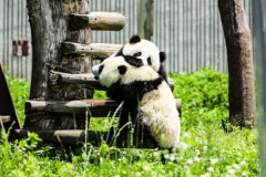 史前熊猫的样子：不确定(其外貌存在一定争议)