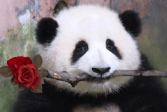 熊猫和花为什么老被欺负?性格温和脾气好(全网顶流)