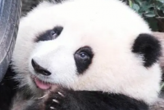 熊猫和花为什么经常吃药?补钙(身体有一定缺陷)