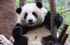 2岁的熊猫和花为什么能近身?性情温柔(愿意接触人类)