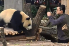 萌兰还认识发箍奶爸吗?认识(曾在萌兰小时候照顾过它)