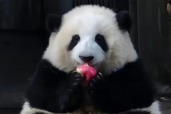 熊猫陈园润生了几个宝宝?两个(润九和润玥)