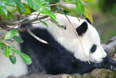 和花的母亲成功还在吗?还在(现居成都大熊猫繁育研究基地)