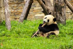 熊猫为什么不能群居?生性不喜群居(领地意识较强)