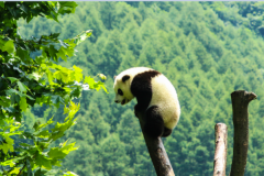 为什么熊猫听得懂人话?智商高(长时间接触人类语言)
