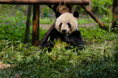 为什么熊猫不咬饲养员?与饲养员产生了信任感(性格友善)