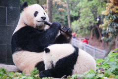 狮子老虎会吃熊猫吗?可能会(分布区域不重合)