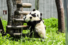 世界上最惨的大熊猫：熊猫苏琳(被偷渡到国外)