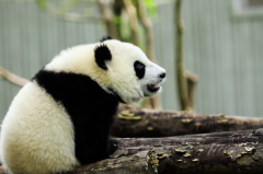 大熊猫为什么吃掉幼崽?幼崽生存受到威胁(为动物应激反应)