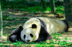 熊猫为什么各国都争抢?受到世界人民喜爱(为中国特有种)