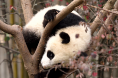 熊猫为什么只有中国有?拥有熊猫天然栖息地(食物资源丰富)