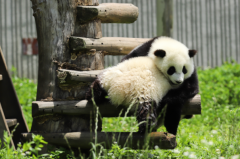 为什么熊猫基地很臭?排泄物堆积发酵导致(正常的臭味)