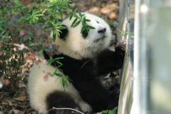 大熊猫和花是谁的孩子?成功和美兰生(双胞胎弟弟和和叶)