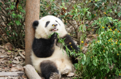 大熊猫和花有先天缺陷么?有(右后脚掌外翻)