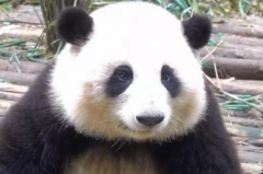 熊猫花花还能长高吗?可能会长高(未过成年期)