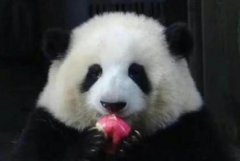 熊猫花花为什么长不大?发育迟缓(由基因缺陷导致)