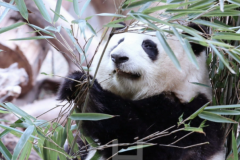 熊猫花花为什么那么火?长相可爱辨识度高(人类毫无抵抗力)