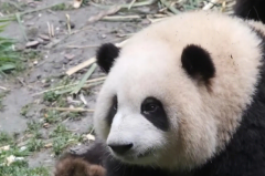 熊猫花花是不是有基因缺陷?有(生长发育速度缓慢)