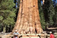 谢尔曼将军树：世界公认最大的巨杉(树高83米)