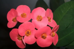 五种致癌花不能养：虎刺梅/金露花/白头翁等(危害极大)