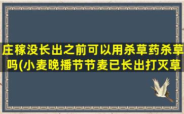 庄稼没长出之前可以用杀草药杀草吗(小麦晚播节节麦已长出打灭草剂后再播种小麦可以吗)