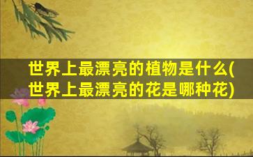 世界上最漂亮的植物是什么(世界上最漂亮的花是哪种花)