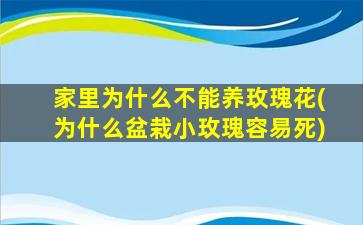 家里为什么不能养玫瑰花(为什么盆栽小玫瑰容易死)