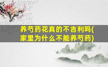 养芍药花真的不吉利吗(家里为什么不能养芍药)