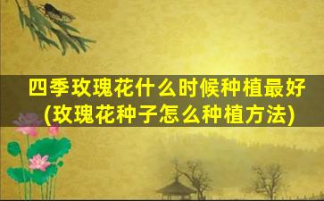 四季玫瑰花什么时候种植最好(玫瑰花种子怎么种植方法)