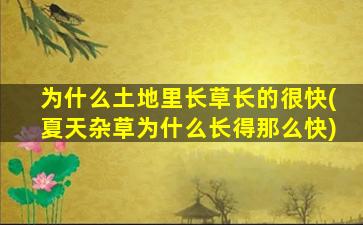 为什么土地里长草长的很快(夏天杂草为什么长得那么快)