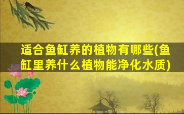 适合鱼缸养的植物有哪些(鱼缸里养什么植物能净化水质)
