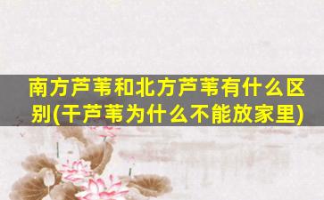 南方芦苇和北方芦苇有什么区别(干芦苇为什么不能放家里)