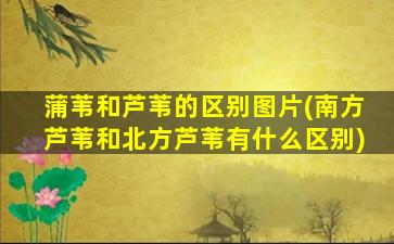 蒲苇和芦苇的区别图片(南方芦苇和北方芦苇有什么区别)