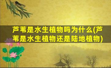 芦苇是水生植物吗为什么(芦苇是水生植物还是陆地植物)