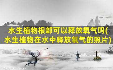 水生植物根部可以释放氧气吗(水生植物在水中释放氧气的照片)