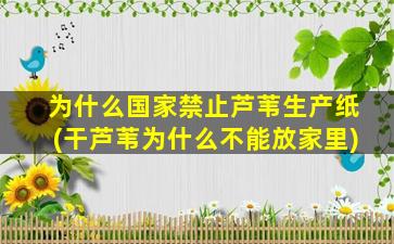 为什么国家禁止芦苇生产纸(干芦苇为什么不能放家里)