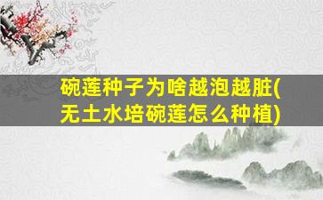 碗莲种子为啥越泡越脏(无土水培碗莲怎么种植)