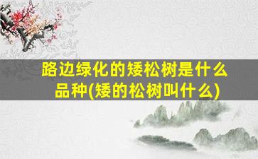 路边绿化的矮松树是什么品种(矮的松树叫什么)