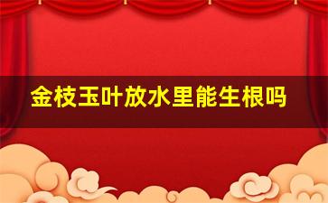 金枝玉叶放水里能生根吗