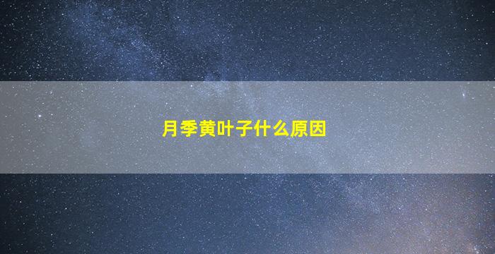 月季黄叶子什么原因