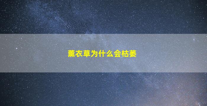 薰衣草为什么会枯萎