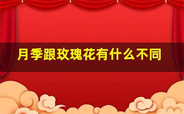 月季跟玫瑰花有什么不同