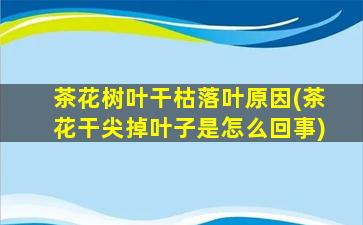 茶花树叶干枯落叶原因(茶花干尖掉叶子是怎么回事)