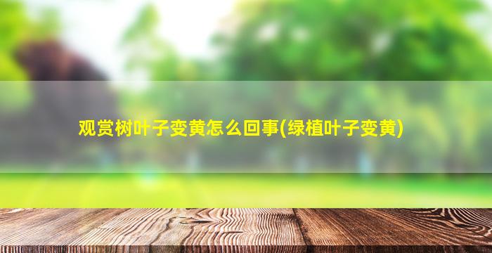 观赏树叶子变黄怎么回事(绿植叶子变黄)