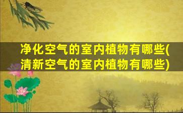 净化空气的室内植物有哪些(清新空气的室内植物有哪些)