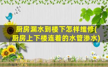 厨房漏水到楼下怎样维修(厨房上下楼连着的水管渗水)