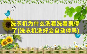 洗衣机为什么洗着洗着就停了(洗衣机洗好会自动停吗)