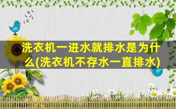 洗衣机一进水就排水是为什么(洗衣机不存水一直排水)